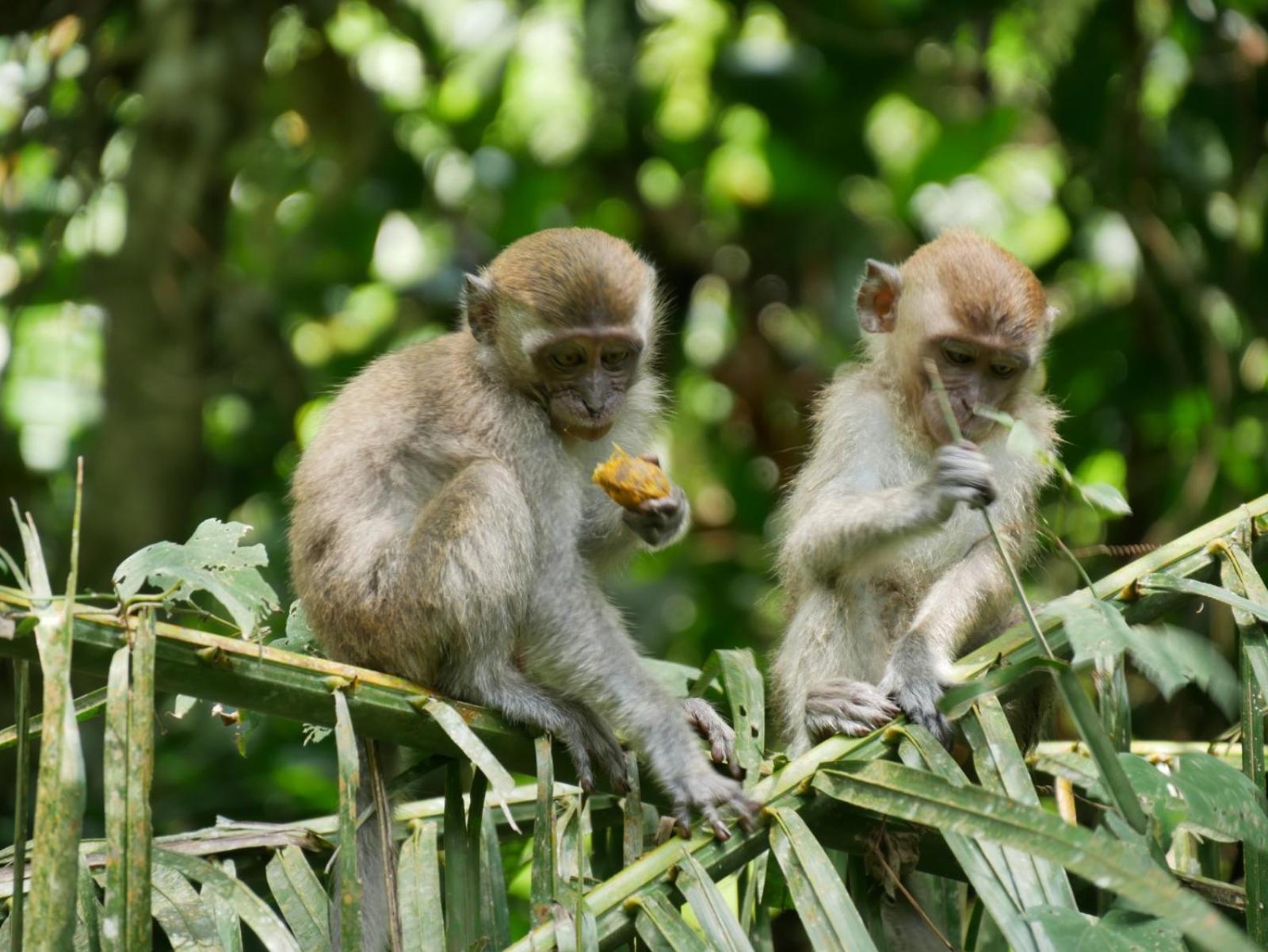 Sama Sama Homestay & Trekking Only Stay Here Book Trekking With Us Bukit Lawang Exterior foto