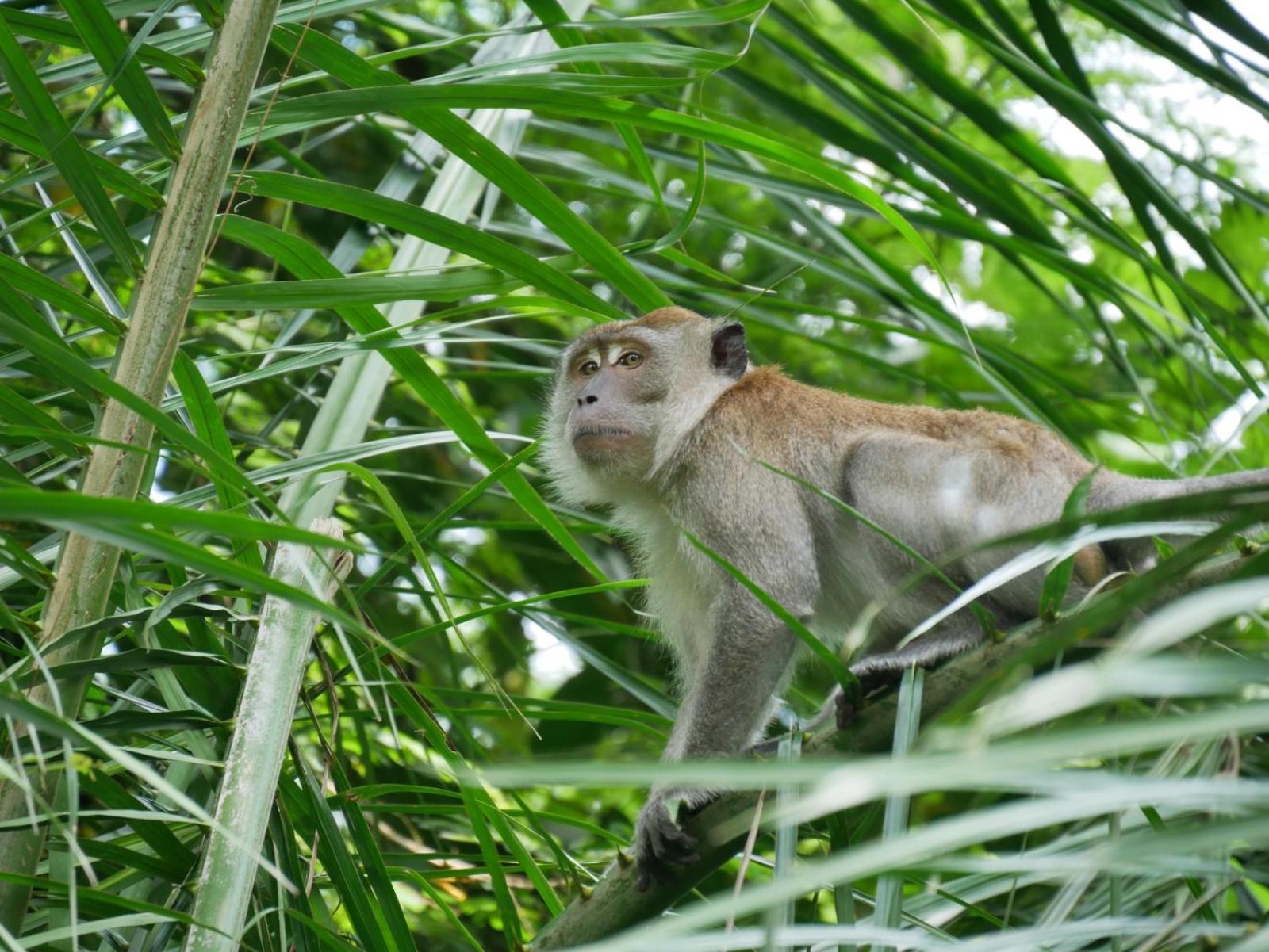 Sama Sama Homestay & Trekking Only Stay Here Book Trekking With Us Bukit Lawang Exterior foto