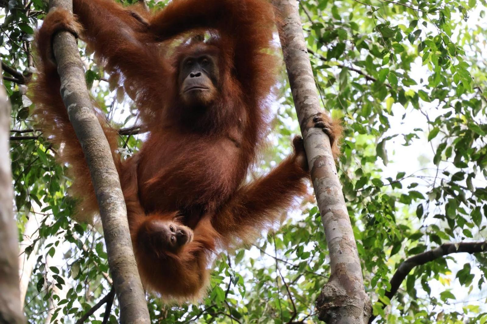 Sama Sama Homestay & Trekking Only Stay Here Book Trekking With Us Bukit Lawang Exterior foto