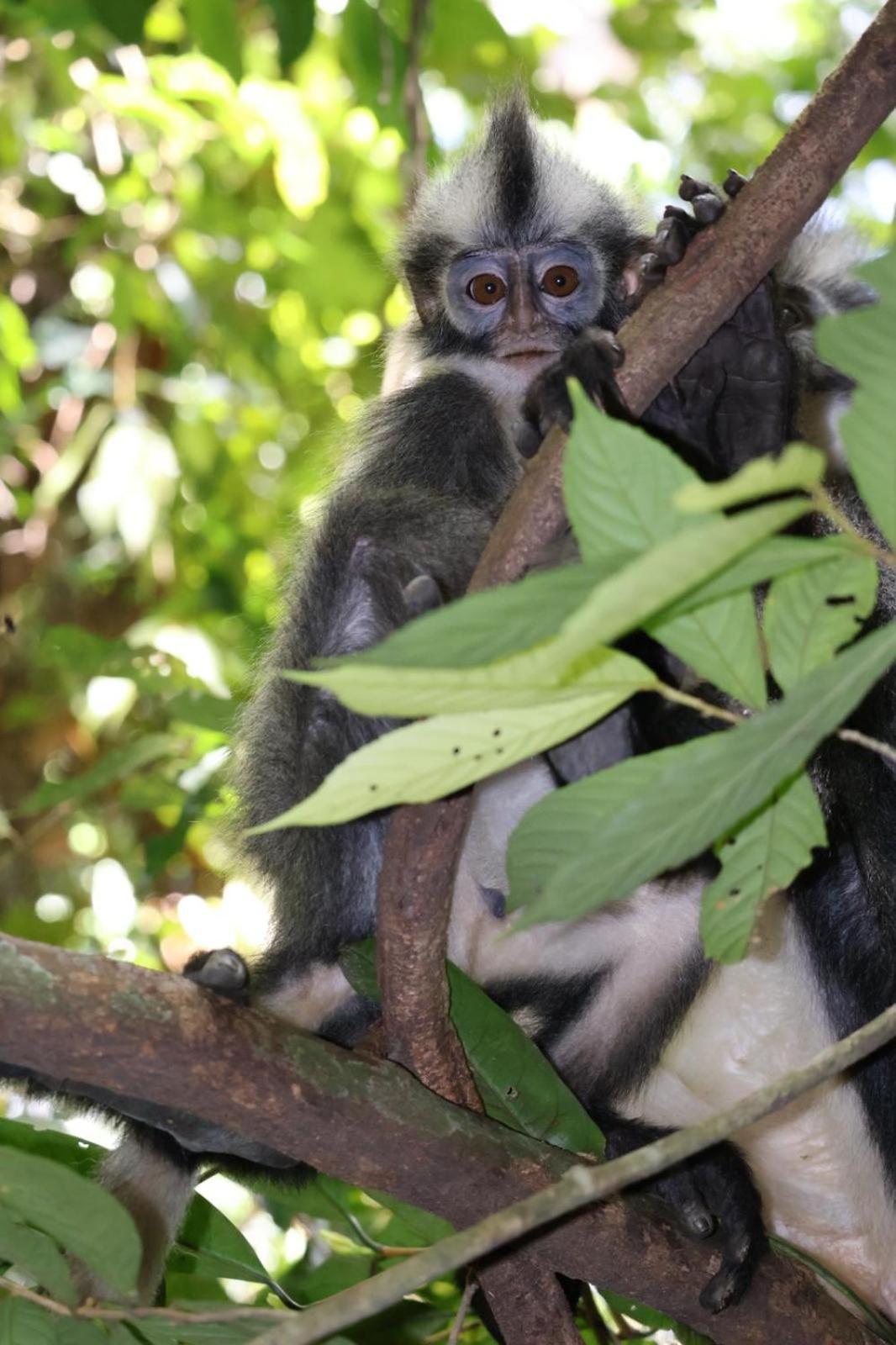 Sama Sama Homestay & Trekking Only Stay Here Book Trekking With Us Bukit Lawang Exterior foto