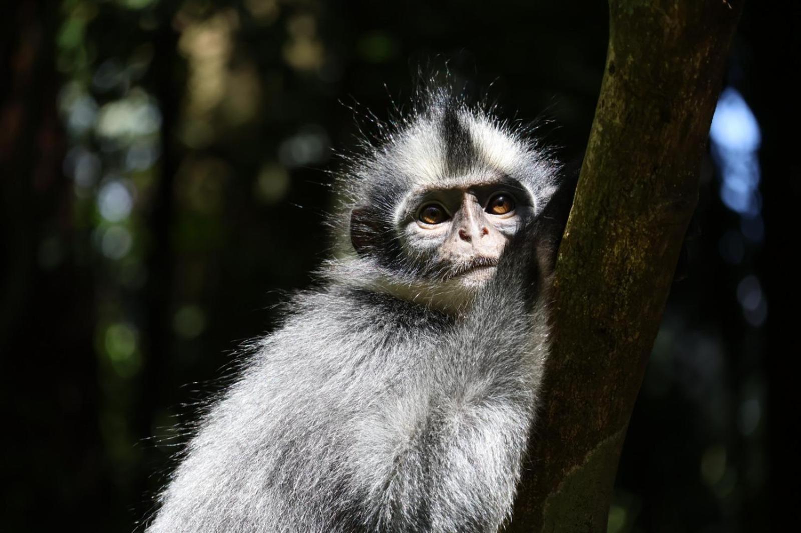 Sama Sama Homestay & Trekking Only Stay Here Book Trekking With Us Bukit Lawang Exterior foto