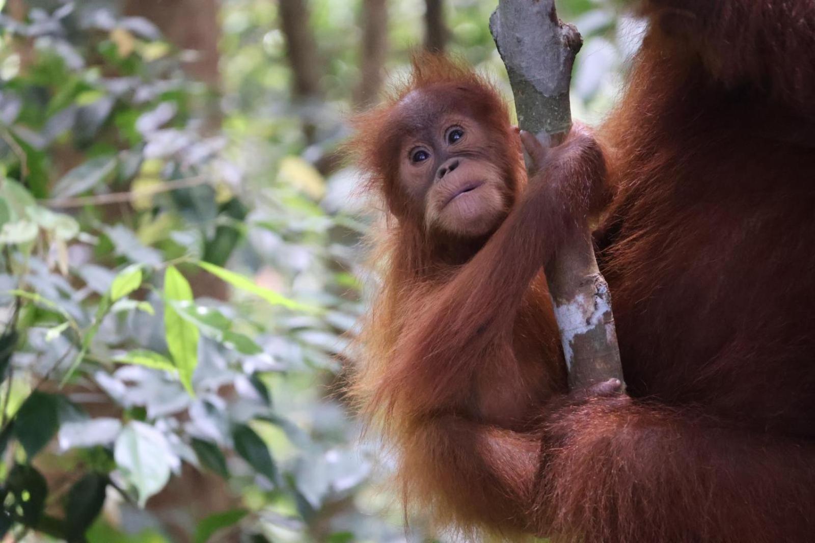 Sama Sama Homestay & Trekking Only Stay Here Book Trekking With Us Bukit Lawang Exterior foto