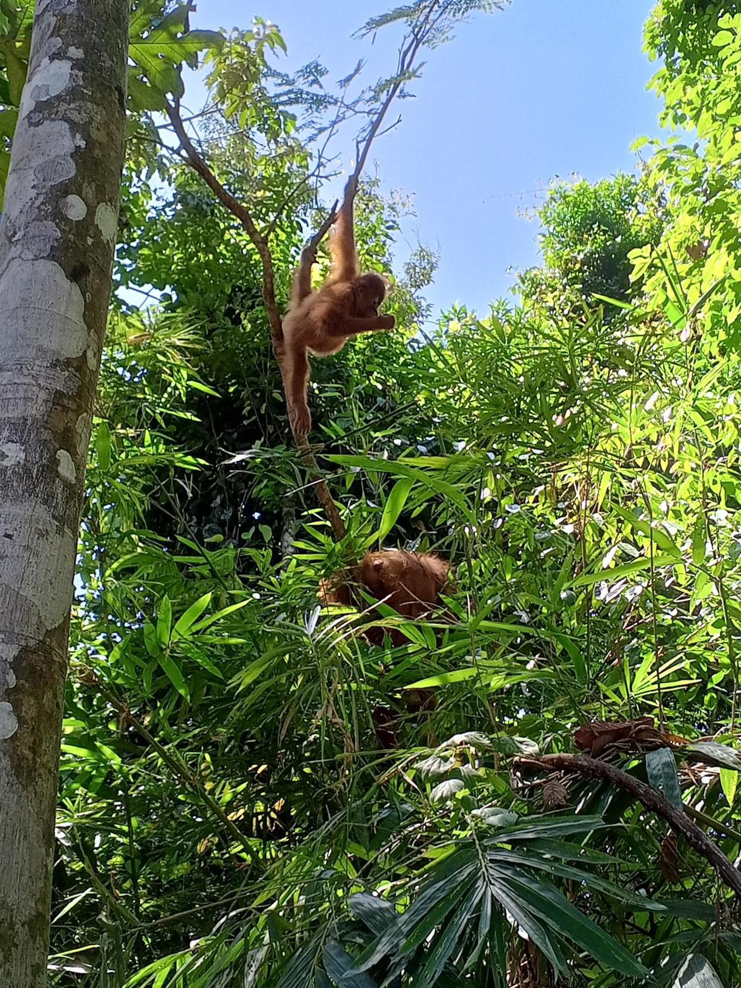 Sama Sama Homestay & Trekking Only Stay Here Book Trekking With Us Bukit Lawang Exterior foto