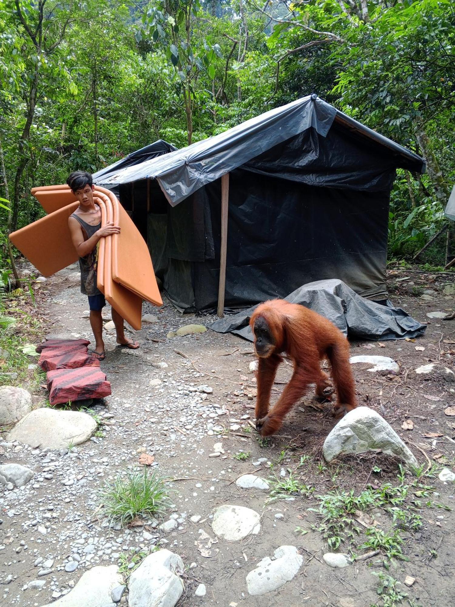 Sama Sama Homestay & Trekking Only Stay Here Book Trekking With Us Bukit Lawang Exterior foto